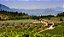 NOVIDADE VINHOS NATURAIS ITÁLIA - ROSAVIA 2023 ROSATO VENETO IGT - VINHO ROSADO SECO - Imagem 2
