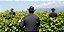 NOVIDADE VINHOS NATURAIS ITÁLIA - TENUTA L'ARMONIA BRIO POP 2020 VINHO TINTO SECO - Imagem 2
