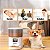 Smart Alimentador Para Pets Newpet 4L Automático Com Gravação De Voz Controle APP Branco - NP999 - Imagem 4