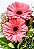 Gérberas Cor de Rosa - Imagem 2