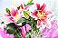 Lírios Plantados - Imagem 3