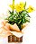 Lírios Plantados - Imagem 1