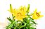 Lírios Plantados - Imagem 4