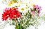 Flores do Campo - Margaridas Coloridas - Imagem 2