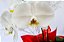 Orquídea Phaleanopsis - Imagem 4