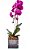 Orquídea Phaleanopsis Vaso de Vidro - Imagem 1