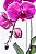 Orquídea Phaleanopsis Vaso de Vidro - Imagem 4