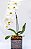 Orquídea Phaleanopsis Vaso de Vidro - Imagem 2