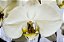 Orquídea Phaleanopsis 2 astes - Vaso de Vidro - Imagem 2