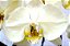 Orquídea Phaleanopsis 2 Astes - Vaso Madeira - Imagem 2