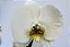Orquídea Phaleanopsis 2 Astes - Vaso Madeira - Imagem 6