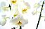Orquídea Phaleanopsis 2 Astes - Vaso Madeira - Imagem 5