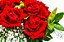 Elegância das Rosas Vermelhas - Imagem 3