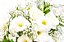 Mix de flores Brancas - Imagem 5