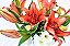 Encanto de Lisianthus, Lírios e Rosas - Imagem 6