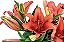 Encanto de Lisianthus, Lírios e Rosas - Imagem 2