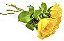 Buquê de Rosas Amarelas - 3 ou 6 unidades - Imagem 1