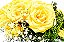 Elegância de Rosas Amarelas - Imagem 2