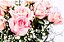 Elegância de Rosas Cor de Rosa - Imagem 2