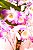 Orquídea Dendrobium Plantada - Imagem 2