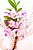 Orquídea Dendrobium Plantada - Imagem 4