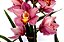 Orquídea Cymbidium - Imagem 4