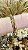 Bracelete Carla Dourado - Imagem 2