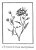 Ilustração Rosa Alves: Crisântemo (Chrysanthemum morifolium) - Imagem 1