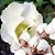 Essência Flor de Algodão Lipossolúvel Óleo Concentrada Aromática para Velas, Aromatizadores e Cosméticos - Imagem 2