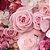 Essência Floral Rose Hidrossolúvel Concentrada Aromática para Sabonetes, Aromatizadores e Cosméticos - Imagem 2