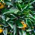 Essência Folha de Tangerina Lipossolúvel Óleo Concentrada Aromática para Velas, Aromatizadores e Cosméticos - Imagem 2