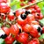 Essência Guaraná Hidrossolúvel Concentrada Aromática para Sabonetes, Aromatizadores e Cosméticos - Imagem 2