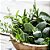 Essência Herbal Hidrossolúvel Concentrada Aromática para Sabonetes, Aromatizadores e Cosméticos - Imagem 2