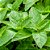 Essência Hortelã Hidrossolúvel Concentrada Aromática para Sabonetes, Aromatizadores e Cosméticos - Imagem 2