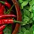 Essência Hortelã com Pimenta Lipossolúvel Óleo Concentrada Aromática para Velas, Aromatizadores e Cosméticos - Imagem 2