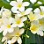 Essência Jasmim Lipossolúvel Óleo Concentrada Aromática para Velas, Aromatizadores e Cosméticos - Imagem 2