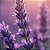 Essência Lavanda Lipossolúvel Óleo Concentrada Aromática para Velas, Aromatizadores e Cosméticos - Imagem 2