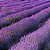Essência Lavanda Francesa Hidrossolúvel Concentrada Aromática para Sabonetes, Aromatizadores e Cosméticos - Imagem 2