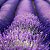 Essência Lavanda Provence Hidrossolúvel Concentrada Aromática para Sabonetes, Aromatizadores e Cosméticos - Imagem 2
