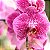Essência Orquídea Lipossolúvel Óleo Concentrada Aromática para Velas, Aromatizadores e Cosméticos - Imagem 2