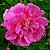 Essência Rosa Damascena Hidrossolúvel Concentrada Aromática para Sabonetes, Aromatizadores e Cosméticos - Imagem 2