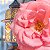 Essência Rosa de Marrocos Hidrossolúvel Concentrada Aromática para Sabonetes, Aromatizadores e Cosméticos - Imagem 2