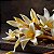 Essência Vanilla Hidrossolúvel Concentrada Aromática para Sabonetes, Aromatizadores e Cosméticos - Imagem 2
