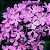 Essência Verbena Hidrossolúvel Concentrada Aromática para Sabonetes, Aromatizadores e Cosméticos - Imagem 2