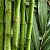 Essência Prime Broto de Bambu Concentrada Aromática para Difusor Elétrico 10ml - Imagem 2
