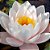 Essência Prime Flor de Lótus Concentrada Aromática para Difusor Elétrico 10ml - Imagem 2