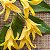 Essência Prime Ylang Ylang Concentrada Aromática para Difusor Elétrico 10ml - Imagem 2