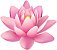 Essência Óleo Concentrada Aromática Flor de Lotus 100 ML - Imagem 2