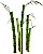 Essência Óleo Concentrada Aromática Broto de Bamboo 1 Litro - Imagem 2