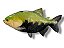 Peixe Tambaqui de Parede de Resina Ornamental - Imagem 1